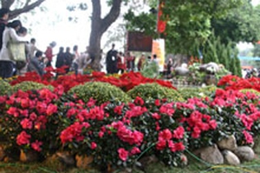 Người Hà Nội rạo rực với “phố hoa” (có Video)