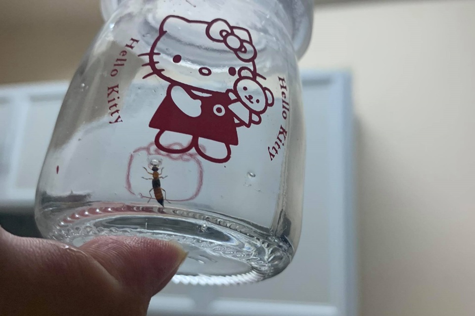 Mùa bùng phát loài kiến “độc tính mạnh hơn rắn hổ mang” ở Hà Nội - 6 Mùa bùng phát loài kiến “độc tính mạnh hơn rắn hổ mang” ở Hà Nội - 6