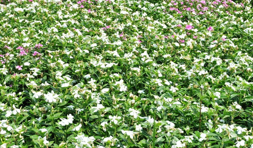 Ngất ngây với cánh đồng hoa dừa cạn ở An Giang - 8 Ngất ngây với cánh đồng hoa dừa cạn ở An Giang - 8