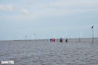 Nhọc nhằn nghề "ngâm nước biển" đãi ngao