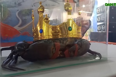 Xem thi cua Cà Mau lớn nhất