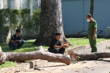 Cây xanh đô thị và rủi ro "trên trời rơi xuống"