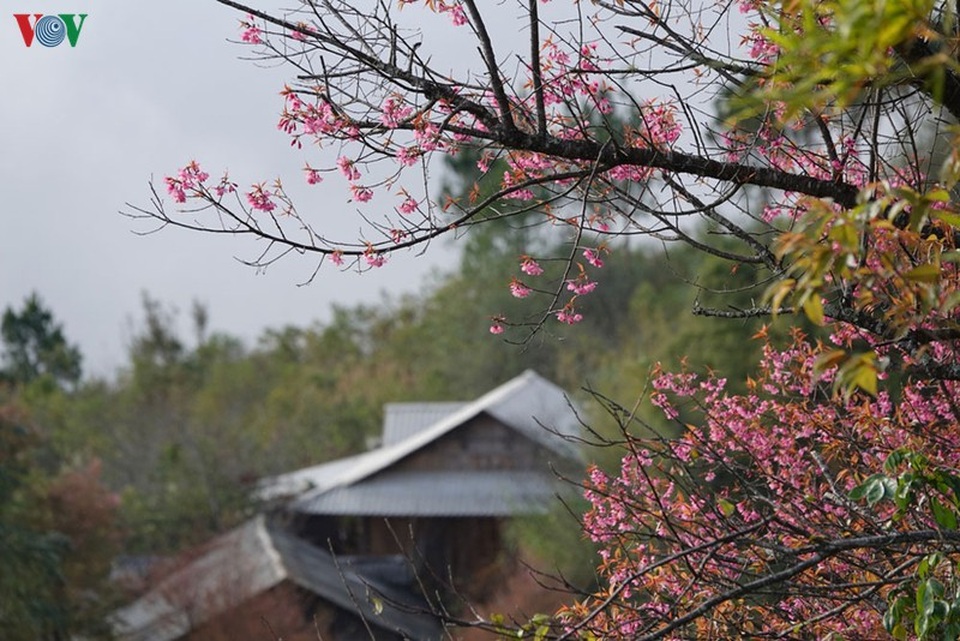 Hoa đào bừng sáng trời đông Mù Cang Chải - 13