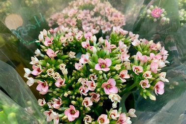 "Đốn tim" với chậu hoa tí hon bán trong siêu thị, giá chỉ 40.000 đồng