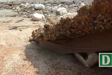 Nhiều tuyến đê biển tại Quảng Trị bị sạt lở nghiêm trọng