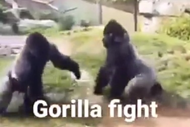 Khỉ đột thể hiện sức mạnh trong trận đấu tay đôi