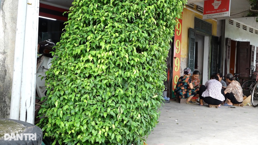 Cây sanh trước nhà chủ tiệm vàng ở Nam Định gây Cây sanh trước nhà chủ tiệm vàng ở Nam Định gây