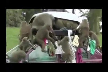 Những pha "trộm đồ" tinh nghịch của các chú khỉ