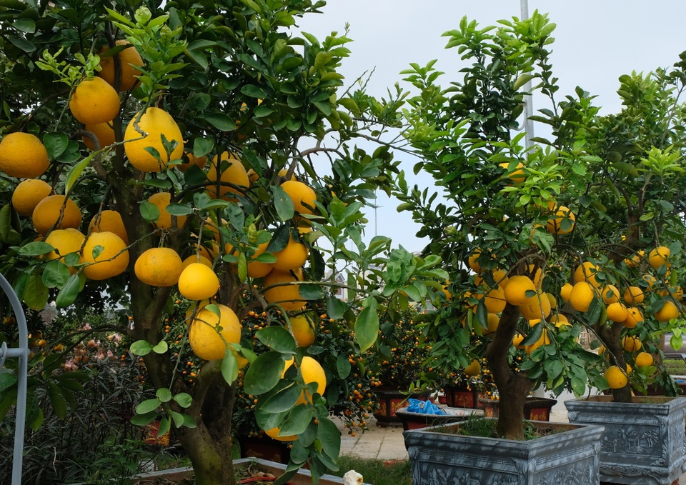 Bưởi cảnh, quất thế hàng chục triệu đồng rục rịch xuống phố - 3 Bưởi cảnh, quất thế hàng chục triệu đồng rục rịch xuống phố - 3