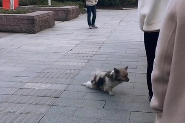 Chết cười với chú chó có biệt tài “đóng kịch”