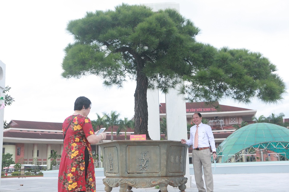Cây thông 200 năm tuổi, nữ đại gia trả gần 4 tỷ đồng chủ nhân vẫn không bán - 2 Cây thông 200 năm tuổi, nữ đại gia trả gần 4 tỷ đồng chủ nhân vẫn không bán - 2