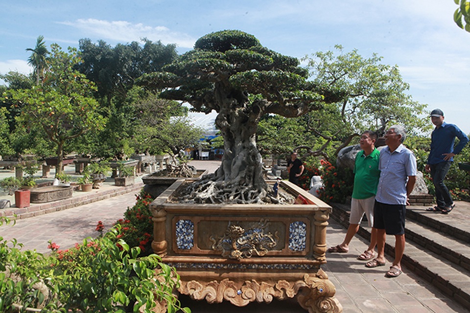 Đại gia Hà Nội làm dậy sóng” làng cây cảnh khi chi 24 tỷ đồng mua 2 cây sanh - 11 Đại gia Hà Nội làm dậy sóng” làng cây cảnh khi chi 24 tỷ đồng mua 2 cây sanh - 11