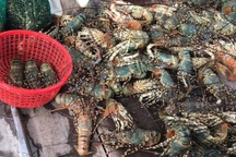 Tôm hùm sắp xuất bán bất ngờ chết hàng loạt