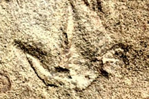 Dấu chân chim bí ẩn thách thức hiểu biết của khoa học