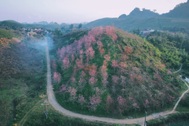 Mãn nhãn đồi hoa mai anh đào nở rực rỡ ở Mộc Châu