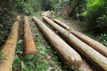 Rừng bị tàn phá: Ai cũng biết, chỉ bảo vệ rừng không biết?