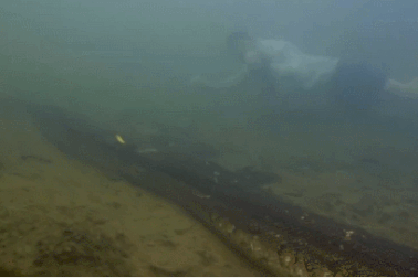 Người đàn ông liều lĩnh lặn cùng trăn anaconda khổng lồ dưới dòng sông