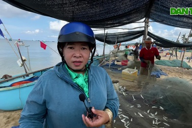 Phú Quốc vào mùa "cá ăn sống" đặc sản