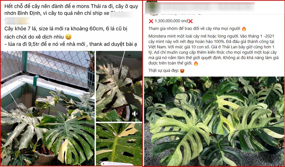 Sau lan đột biến, trầu bà hét giá tiền tỷ: Chuyên gia lên tiếng cảnh báo - 1 Sau lan đột biến, trầu bà hét giá tiền tỷ: Chuyên gia lên tiếng cảnh báo - 1
