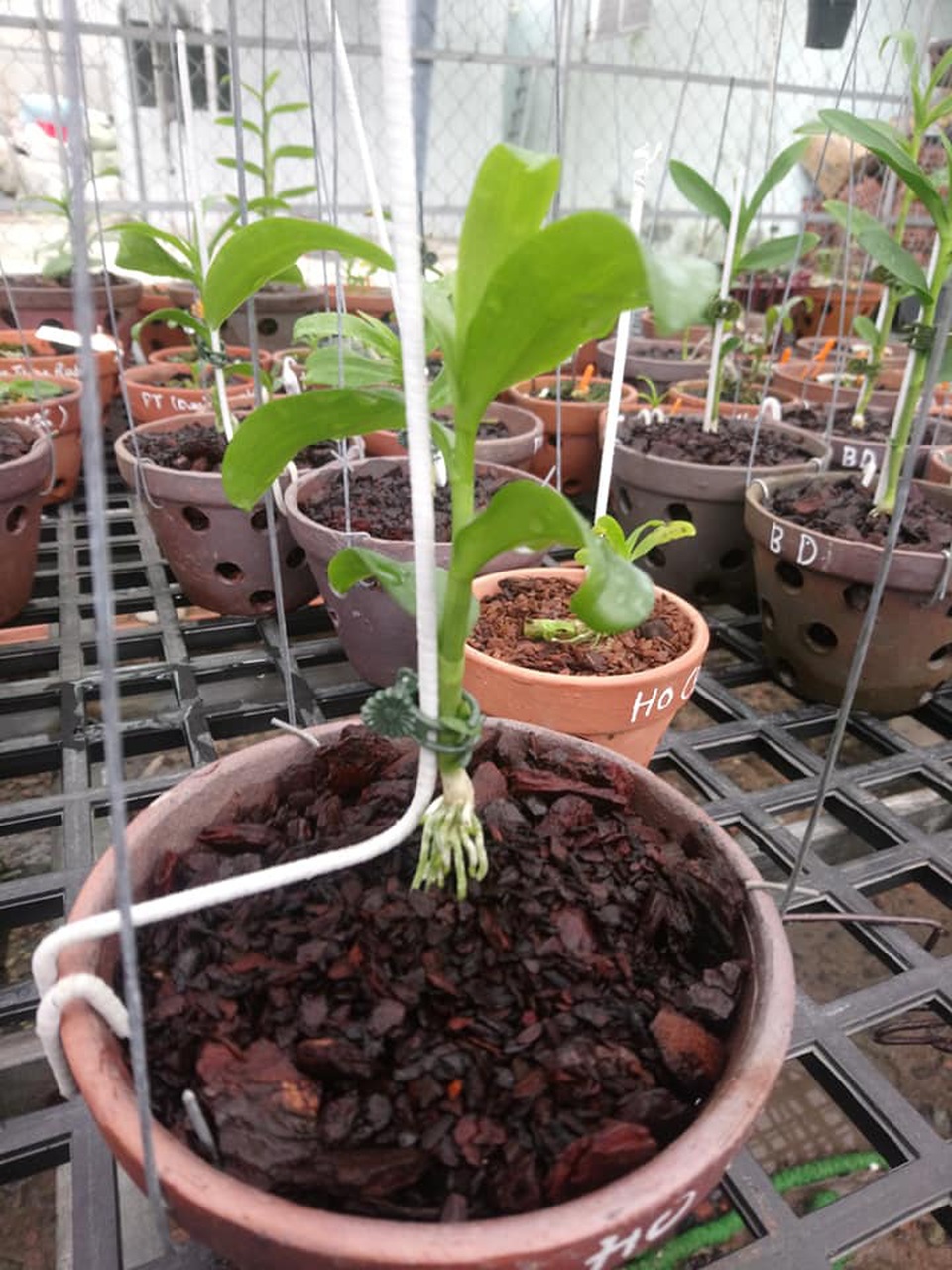Lan đột biến tiền tỷ, giá trị thật hay chiêu trò thổi giá? - 2 Lan đột biến tiền tỷ, giá trị thật hay chiêu trò thổi giá? - 2