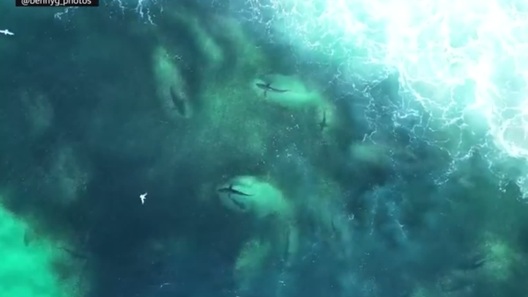 Hàng trăm con cá mập săn mồi sát bờ khiến du khách hoang mang