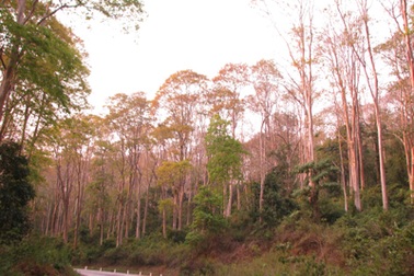 Chiêm ngưỡng vẻ đẹp rừng Săng Lẻ 