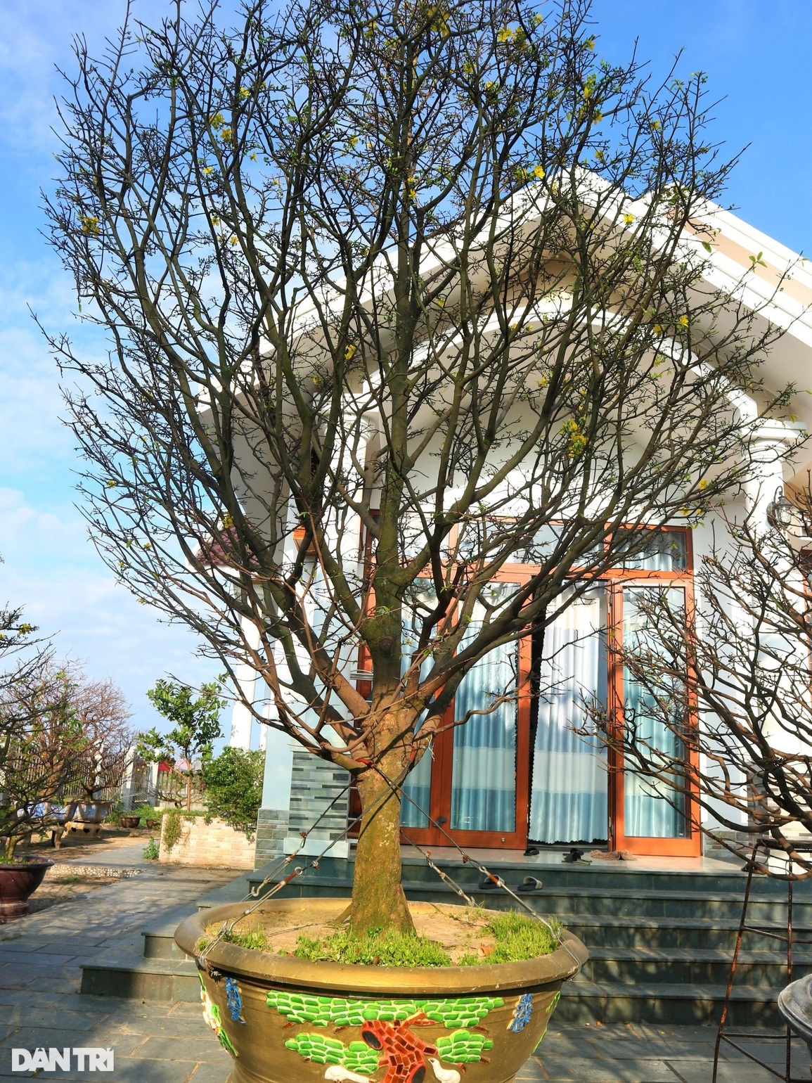 Dịch vụ cho thuê mai chưng Tết phập phồng những ngày cuối năm - 3 Dịch vụ cho thuê mai chưng Tết phập phồng những ngày cuối năm - 3