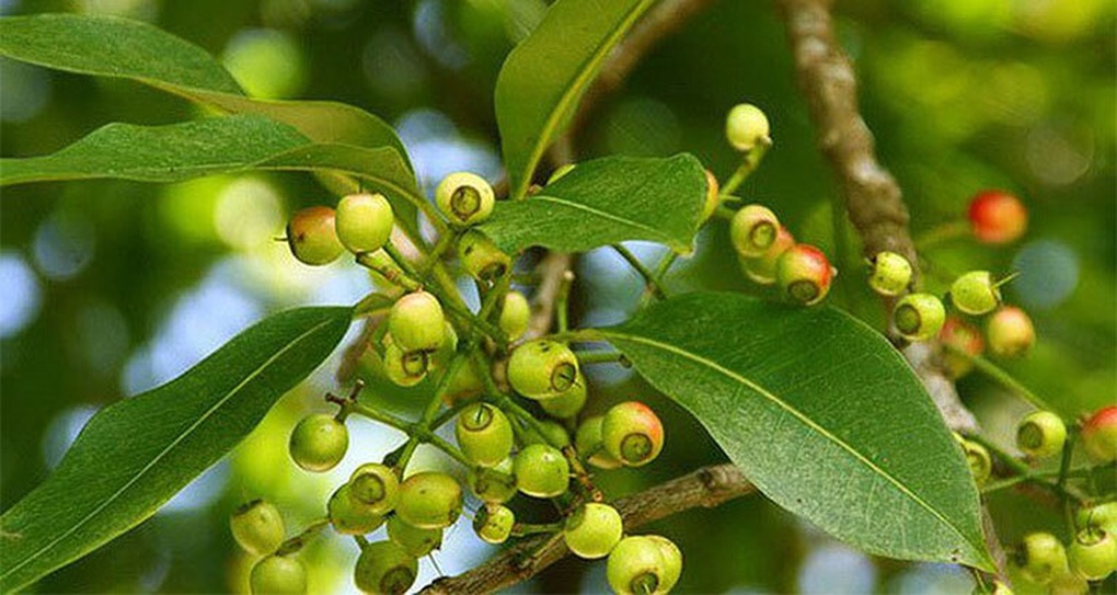 Ngày nào cũng uống nước lá vối có tốt không? - 1