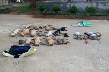 Bắt thêm 3 đối tượng trong đường dây trộm chó bằng cách đánh bả chứa cyanua