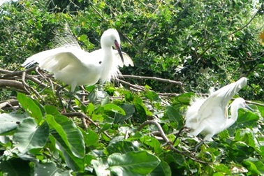 Vườn cò trắng trên đất Tây Đô