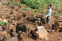 Triệu phú từng đưa lợn lên núi bằng cáp treo, gọi về bằng "mật hiệu"