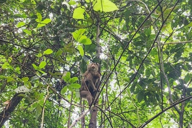Khỉ hoang lạc vào khu dân cư, phá hoại tài sản người dân
