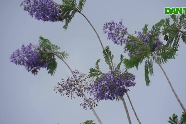 Thổn thức với thức hoa tím khiến người Hà Nội nhớ Đà Lạt