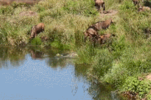 Nhảy xuống nước khi bị tấn công, linh dương vô tình gặp "quái vật" đáng sợ