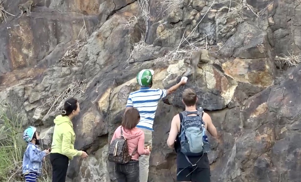 Đà Nẵng khuyến cáo du khách tham quan Sơn Trà không cho khỉ ăn - 2 Đà Nẵng khuyến cáo du khách tham quan Sơn Trà không cho khỉ ăn - 2