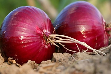 Hành và tỏi sẽ cứu ruột khỏi bệnh ung thư