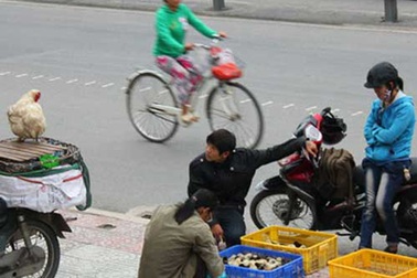 Cảnh giác với “gà Ai Cập”