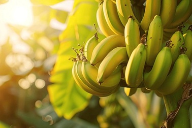 Loại quả phổ biến ở Việt Nam, được xem là “doping sạch” của dân thể thao