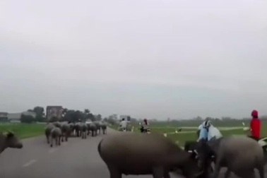 Trâu thả rông gây tai nạn cho người đi đường, ai chịu trách nhiệm?