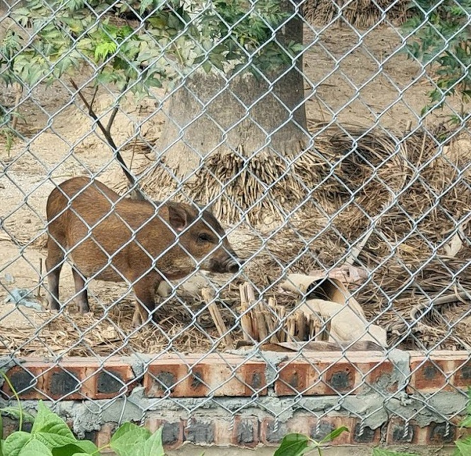 Biệt thự nuôi gà, trồng rau ngoại thành Hà Nội bất ngờ được thổi giá dựng ngược - 9 Biệt thự nuôi gà, trồng rau ngoại thành Hà Nội bất ngờ được thổi giá dựng ngược - 9