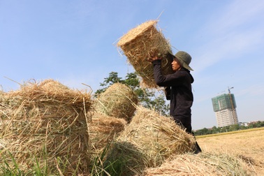 "Cướp nắng" với trời, kiếm mỗi ngày cả triệu đồng