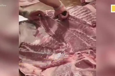 Kinh ngạc cảnh người đàn ông bịt mắt lọc tảng thịt lợn 100 kg trong 4 phút