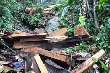 4 người rủ nhau lên rừng phòng hộ xẻ cây gỗ quý về làm nhà