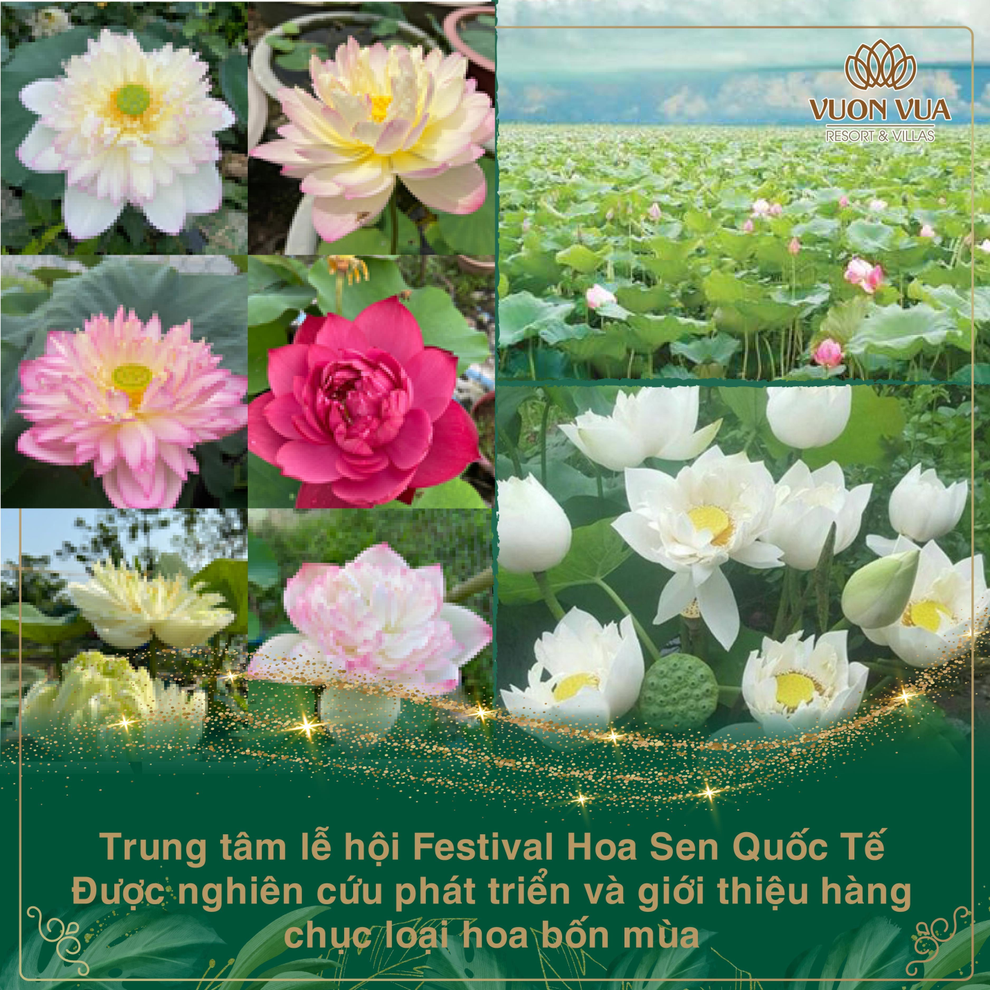 Vườn Vua Resort Villas khởi tạo festival hoa sen tại đầm sen Bạch Thủy - 4 Vườn Vua Resort Villas khởi tạo festival hoa sen tại đầm sen Bạch Thủy - 4