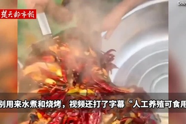 Cái kết "đắng ngắt" của cô gái liều lĩnh ăn thịt cá mập trắng để "câu view"