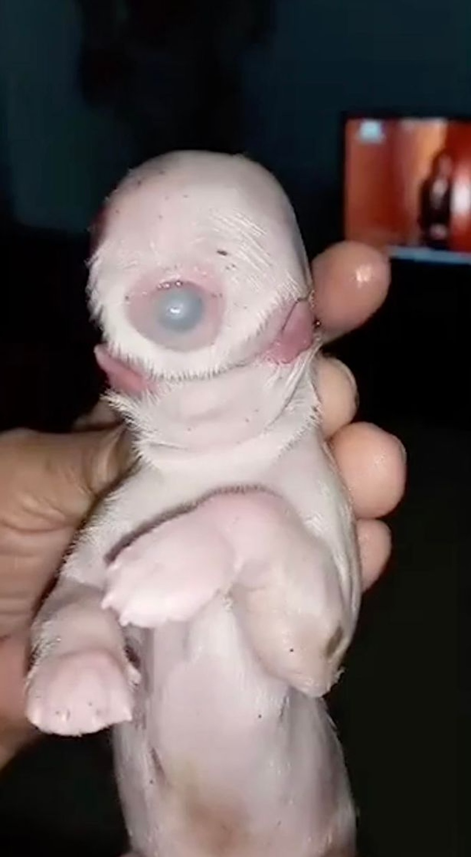 Chó đột biến 1 mắt 2 lưỡi gây xôn xao dân mạng - 1 Chó đột biến 1 mắt 2 lưỡi gây xôn xao dân mạng - 1