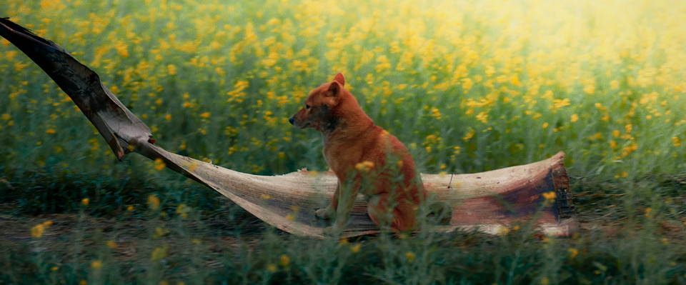 Phim “Cậu Vàng” chưa lên sóng đã dính lùm xùm, gây tranh cãi - 1 Phim “Cậu Vàng” chưa lên sóng đã dính lùm xùm, gây tranh cãi - 1
