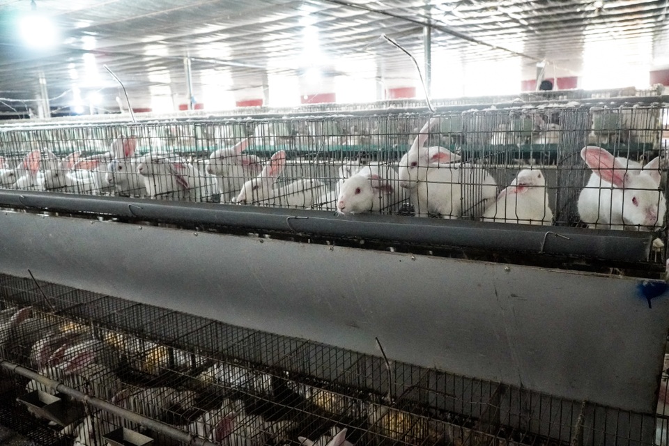 Nuôi thỏ xuất Nhật kiếm nửa tỷ đồng mỗi năm ở Lạng Sơn - 12 Nuôi thỏ xuất Nhật kiếm nửa tỷ đồng mỗi năm ở Lạng Sơn - 12