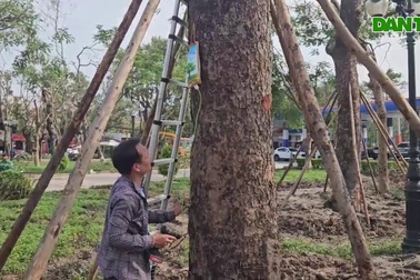 Hải Phòng truyền dưỡng chất cứu cây xanh gãy đổ sau bão Yagi