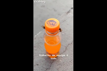 Hai chú ong hợp tác để mở nắp chai nước ngọt khiến nhiều người kinh ngạc